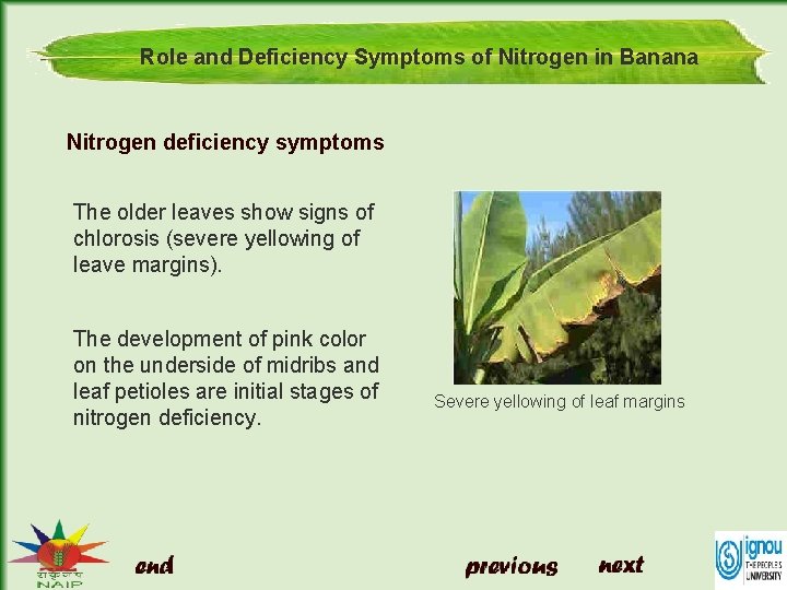 Role and Deficiency Symptoms of Nitrogen in Banana Nitrogen deficiency symptoms The older leaves