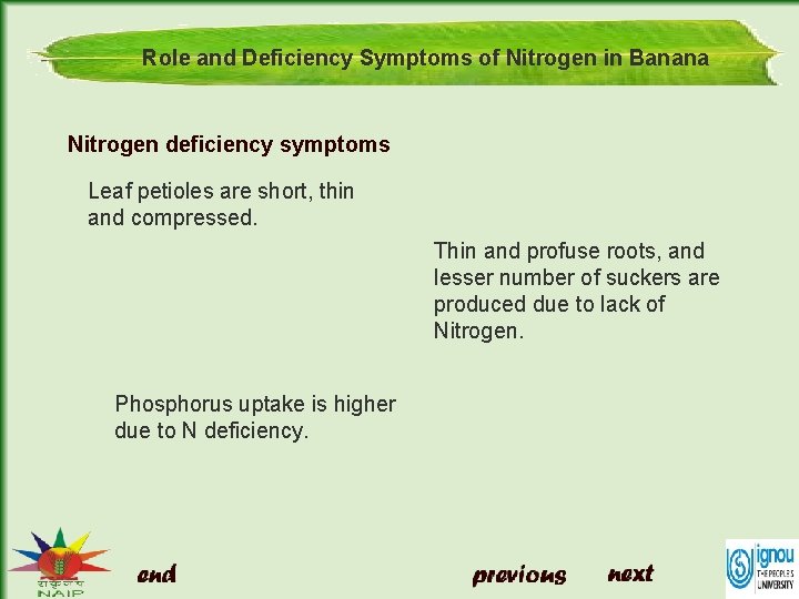 Role and Deficiency Symptoms of Nitrogen in Banana Nitrogen deficiency symptoms Leaf petioles are