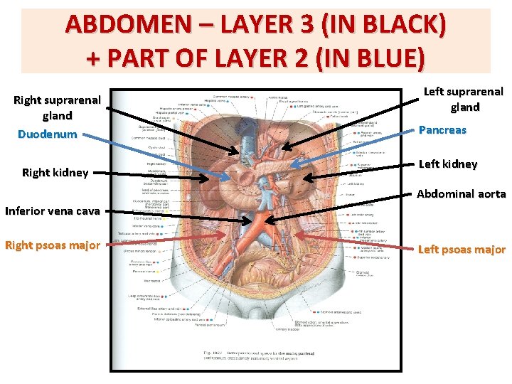 ABDOMEN – LAYER 3 (IN BLACK) + PART OF LAYER 2 (IN BLUE) Right