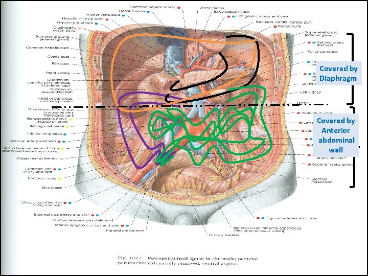 Covered by Diaphragm Covered by Anterior abdominal wall 