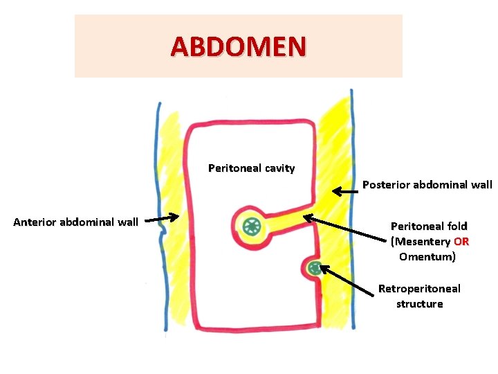 ABDOMEN Peritoneal cavity Posterior abdominal wall Anterior abdominal wall Peritoneal fold (Mesentery OR Omentum)