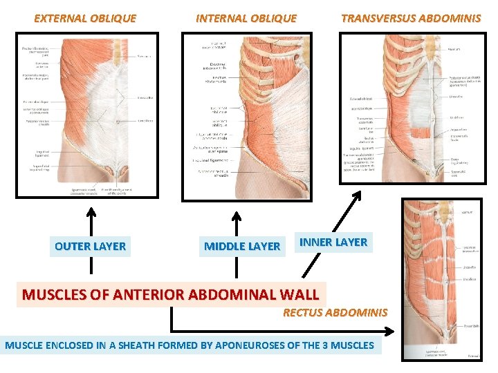 EXTERNAL OBLIQUE OUTER LAYER INTERNAL OBLIQUE MIDDLE LAYER TRANSVERSUS ABDOMINIS INNER LAYER MUSCLES OF