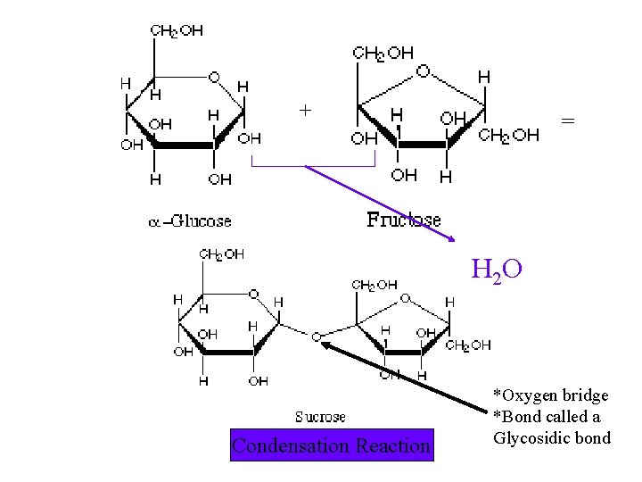 + = H 2 O Condensation Reaction *Oxygen bridge *Bond called a Glycosidic bond