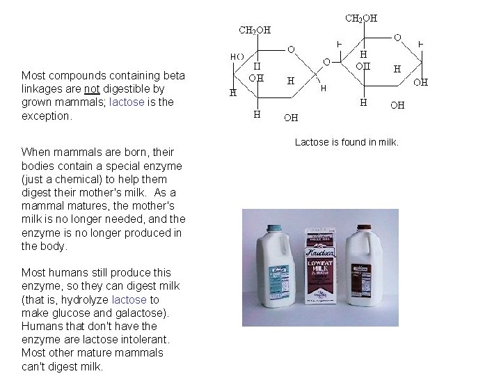 Most compounds containing beta linkages are not digestible by grown mammals; lactose is the