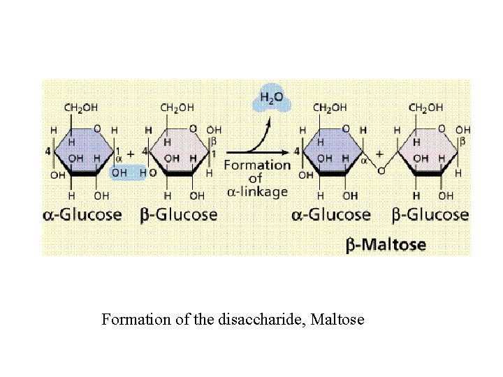 Formation of the disaccharide, Maltose 