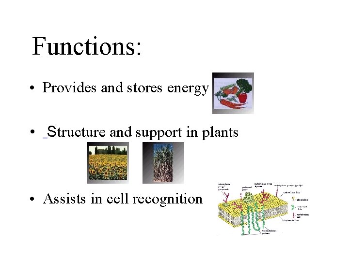 Functions: • Provides and stores energy • Structure and support in plants • Assists
