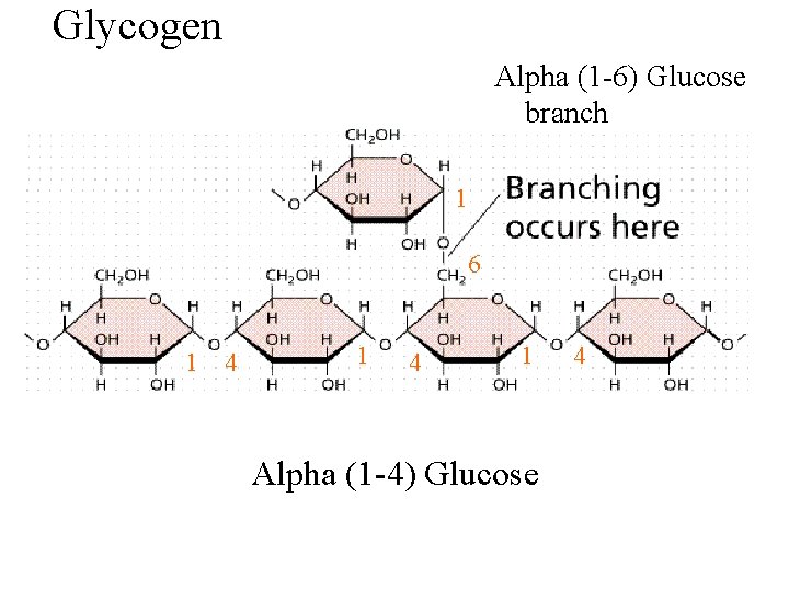 Glycogen Alpha (1 -6) Glucose branch 1 6 1 4 1 Alpha (1 -4)