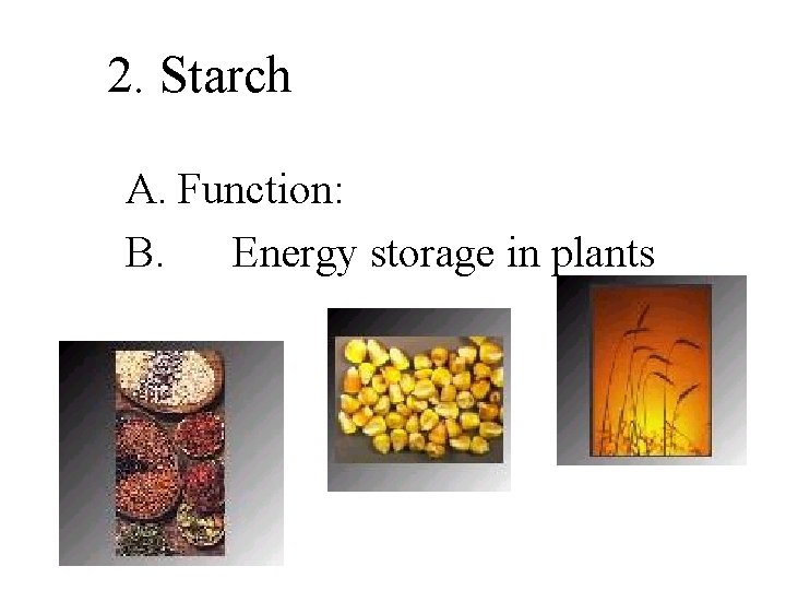 2. Starch A. Function: B. Energy storage in plants 