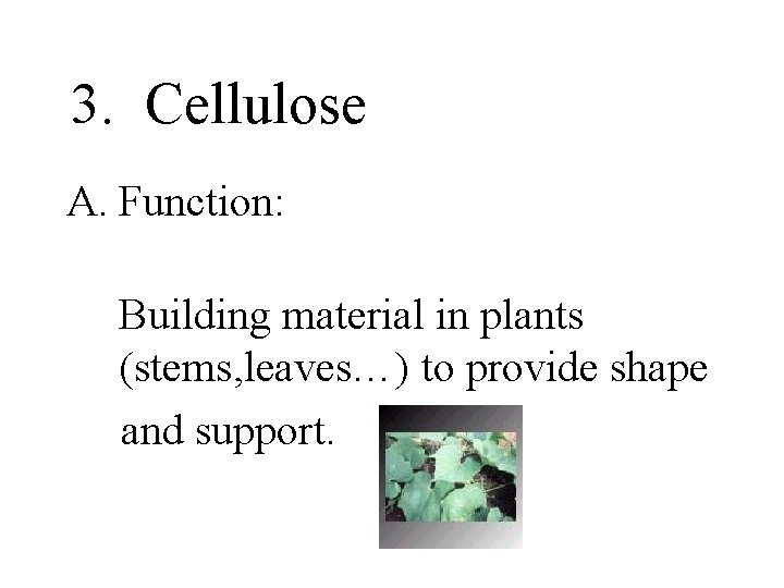 3. Cellulose A. Function: Building material in plants (stems, leaves…) to provide shape and