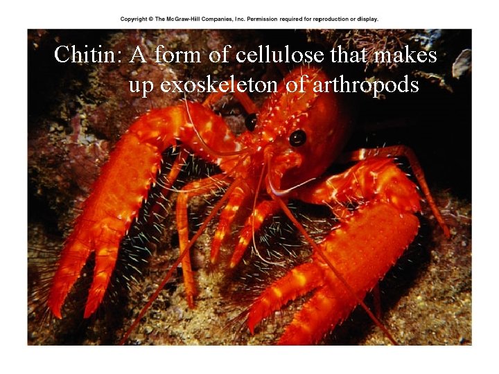 Chitin: A form of cellulose that makes up exoskeleton of arthropods 