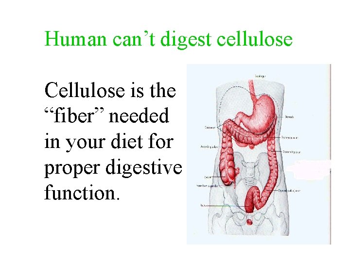 Human can’t digest cellulose Cellulose is the “fiber” needed in your diet for proper