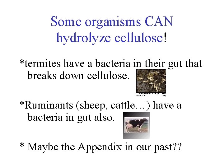 Some organisms CAN hydrolyze cellulose! *termites have a bacteria in their gut that breaks