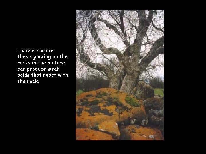 Lichens such as these growing on the rocks in the picture can produce weak