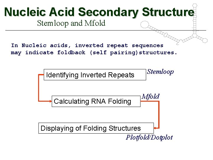 Nucleic Acid Secondary Structure Stemloop and Mfold In Nucleic acids, inverted repeat sequences may