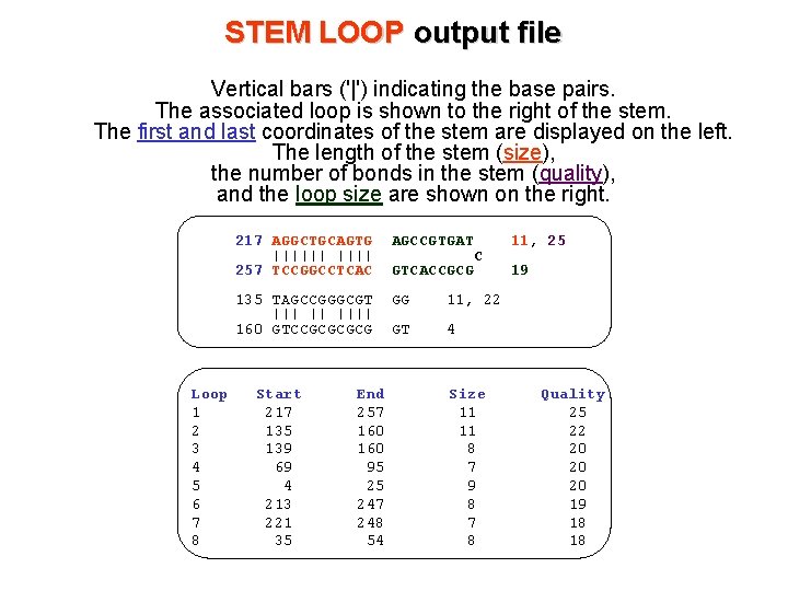 STEM LOOP output file Vertical bars ('|') indicating the base pairs. The associated loop