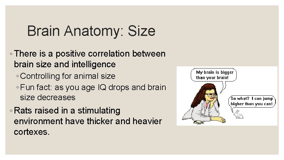 Brain Anatomy: Size ◦ There is a positive correlation between brain size and intelligence