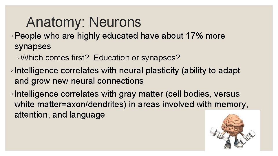 Anatomy: Neurons ◦ People who are highly educated have about 17% more synapses ◦