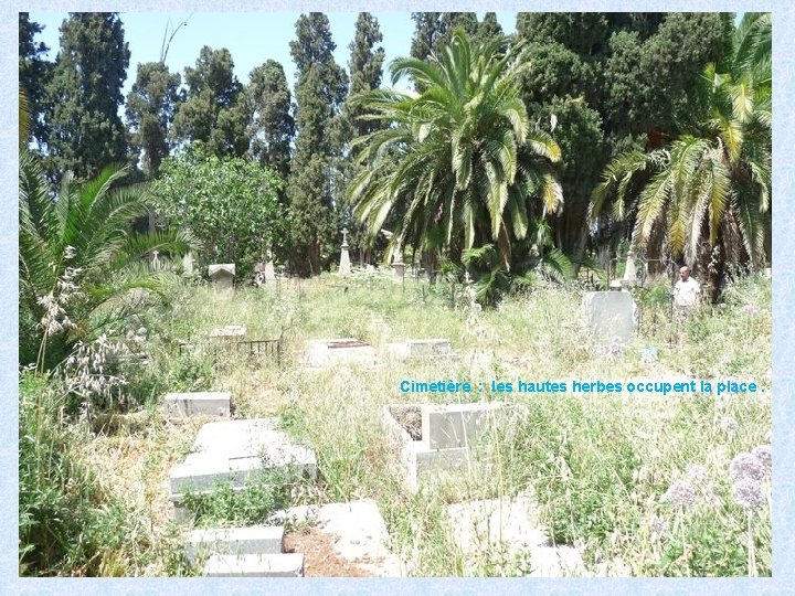 Cimetière : les hautes herbes occupent la place. 