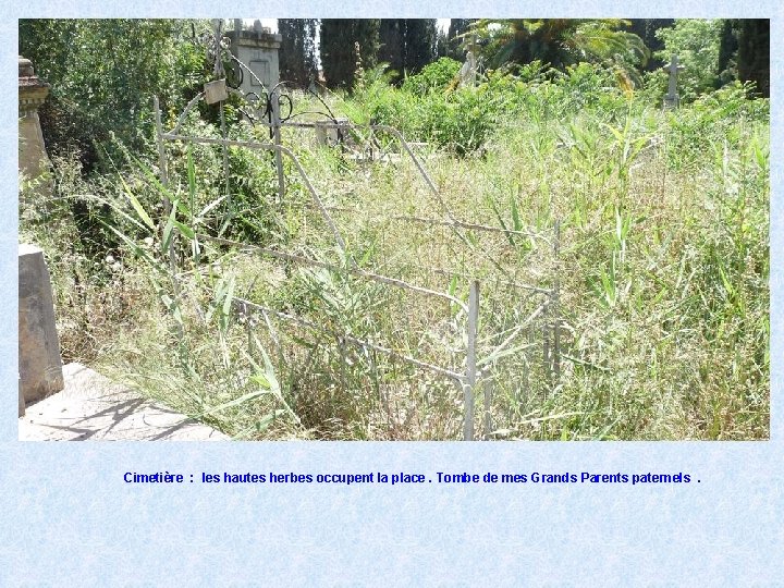 Cimetière : les hautes herbes occupent la place. Tombe de mes Grands Parents paternels.