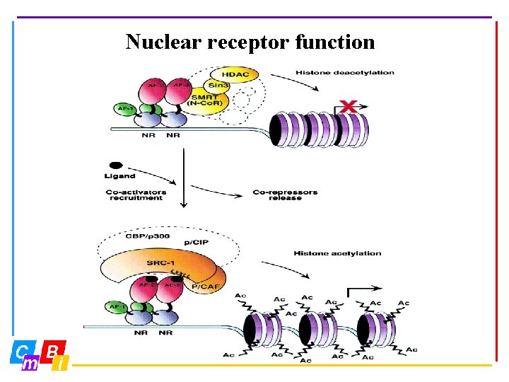 Nuclear receptor function 