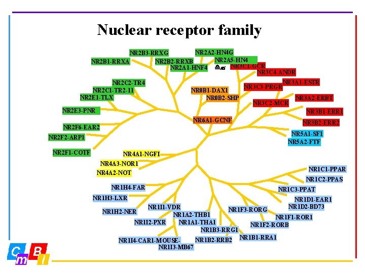 Nuclear receptor family NR 2 A 2 -HN 4 G NR 2 B 3