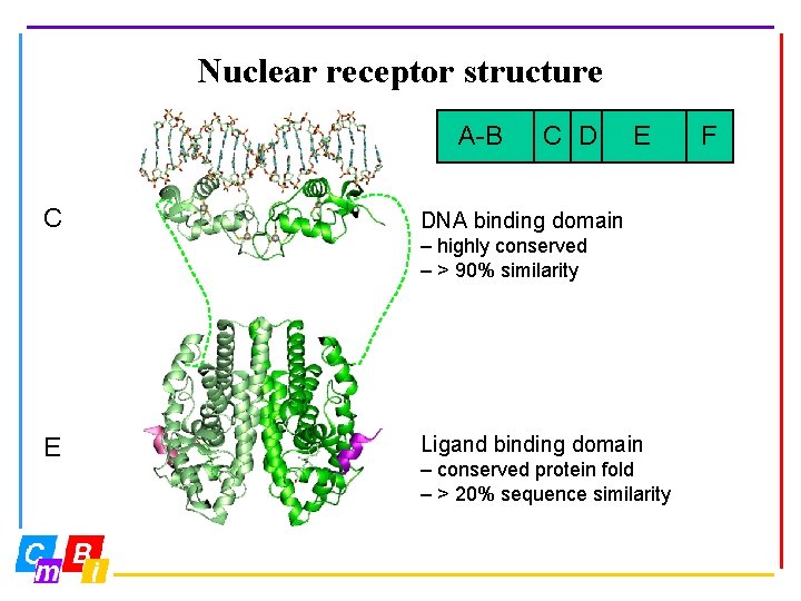 Nuclear receptor structure A-B AF-1 C C D DNA E LBD DNA binding domain