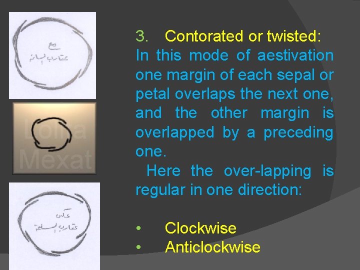 3. Contorated or twisted: In this mode of aestivation one margin of each sepal