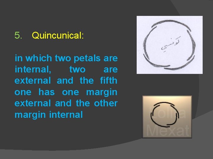 5. Quincunical: in which two petals are internal, two are external and the fifth