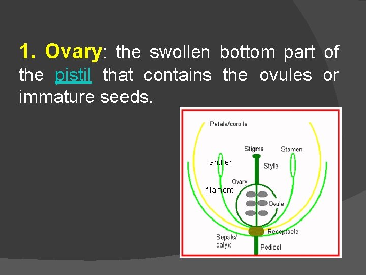 1. Ovary: the swollen bottom part of the pistil that contains the ovules or