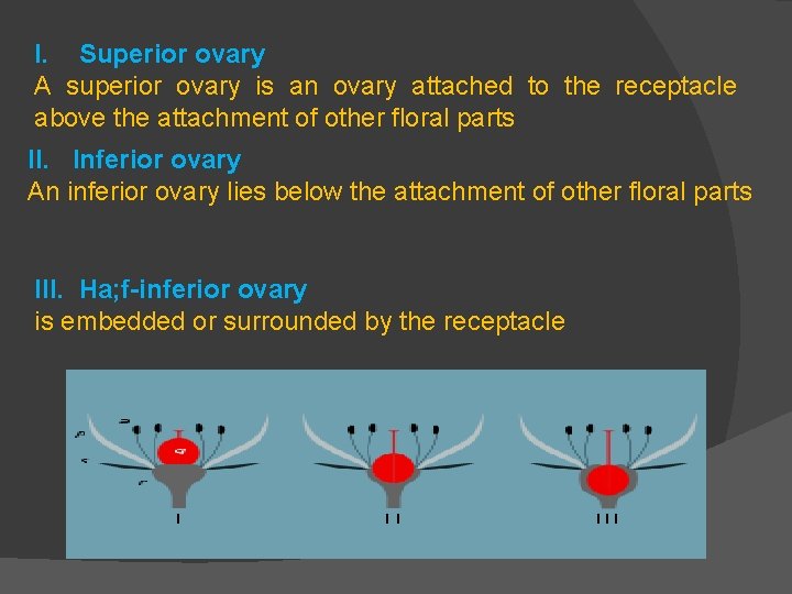 I. Superior ovary A superior ovary is an ovary attached to the receptacle above