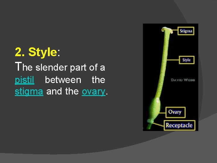 2. Style: The slender part of a pistil between the stigma and the ovary.