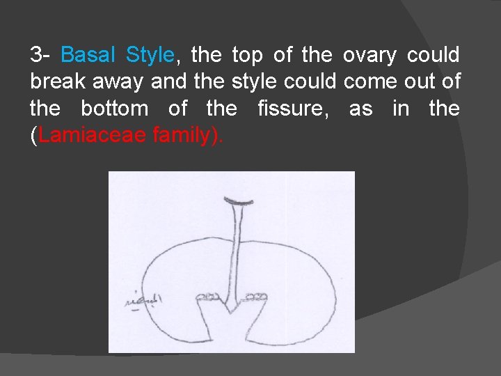 3 - Basal Style, the top of the ovary could break away and the