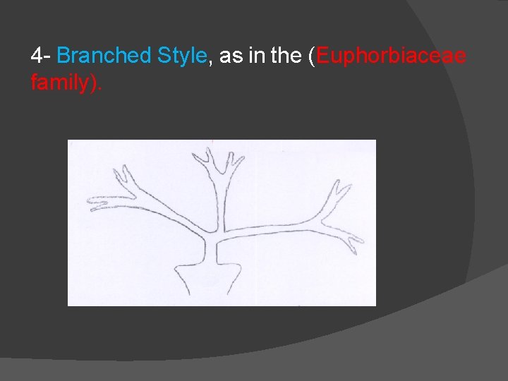 4 - Branched Style, as in the (Euphorbiaceae family). 