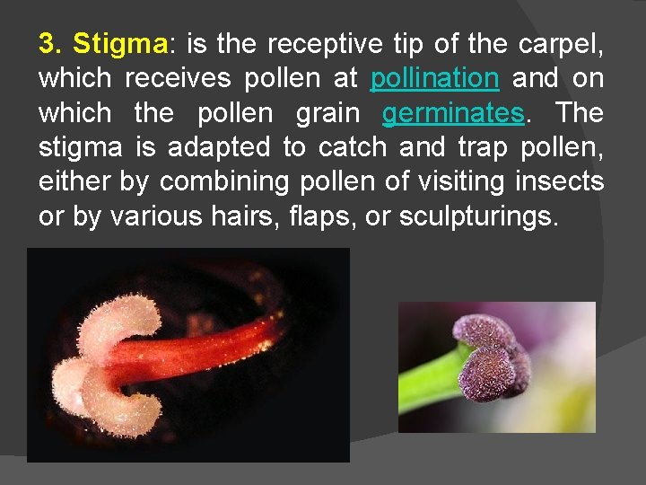 3. Stigma: is the receptive tip of the carpel, which receives pollen at pollination