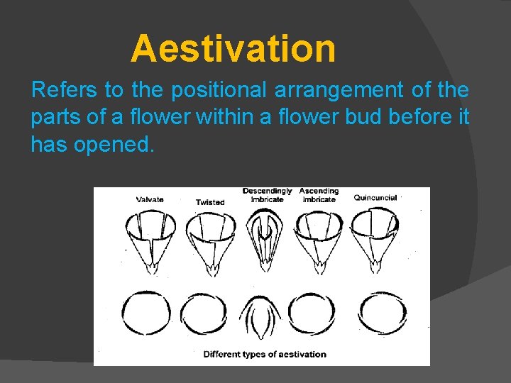 Aestivation Refers to the positional arrangement of the parts of a flower within a