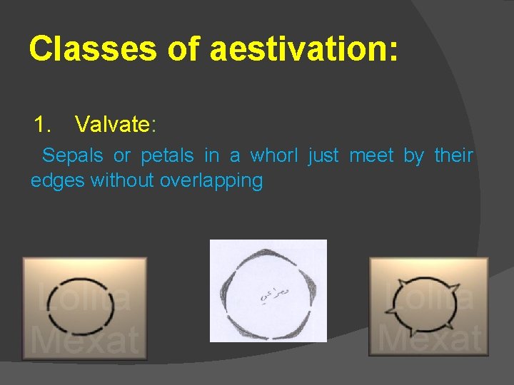 Classes of aestivation: 1. Valvate: Sepals or petals in a whorl just meet by