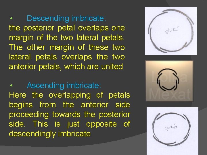  • Descending imbricate: the posterior petal overlaps one margin of the two lateral