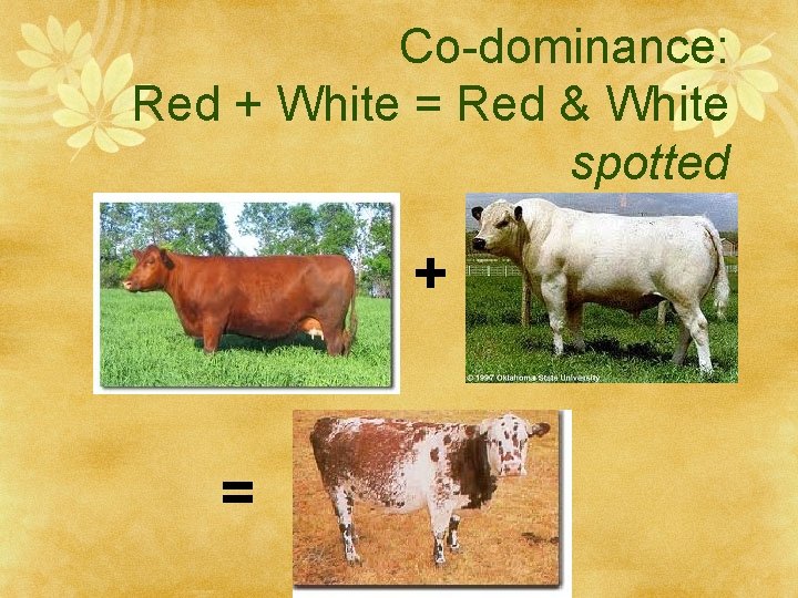 Co-dominance: Red + White = Red & White spotted + = 