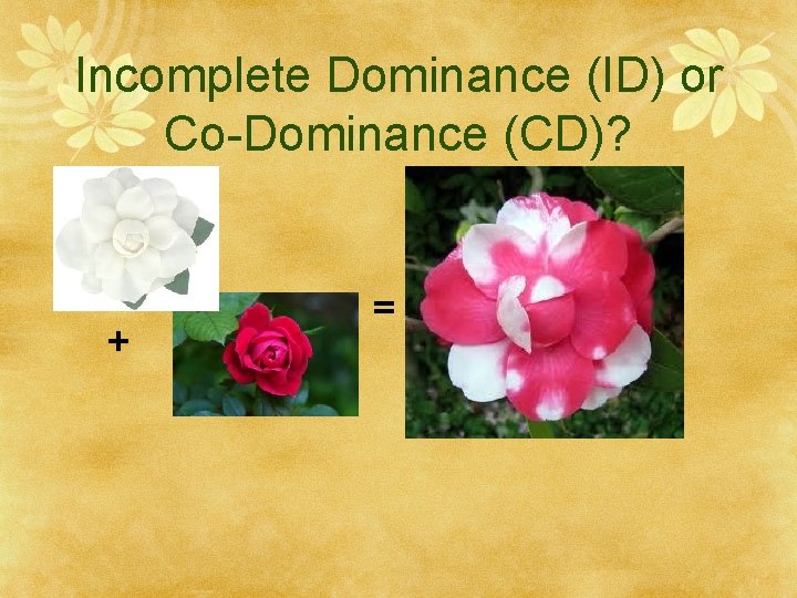 Incomplete Dominance (ID) or Co-Dominance (CD)? + = 