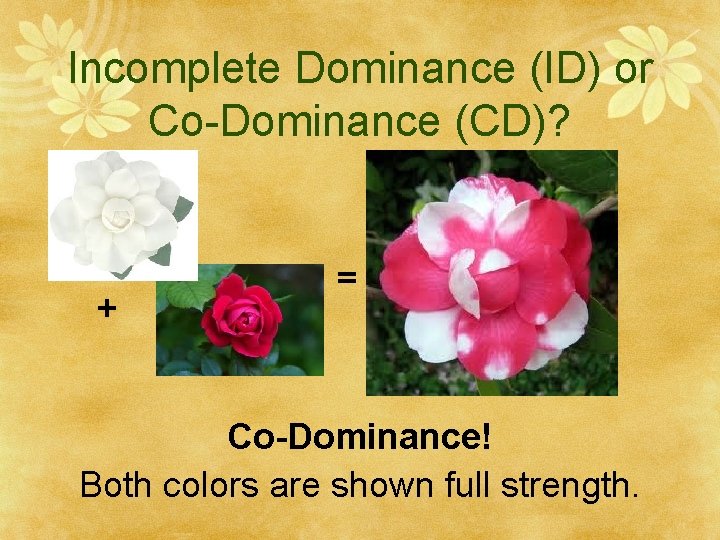 Incomplete Dominance (ID) or Co-Dominance (CD)? + = Co-Dominance! Both colors are shown full