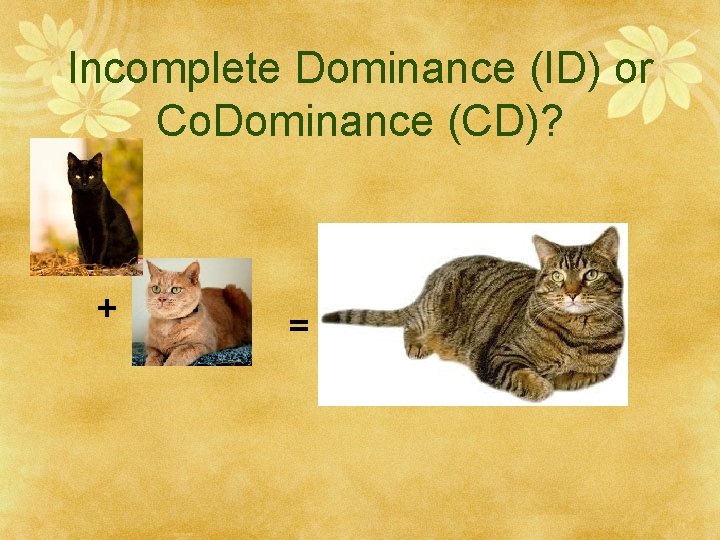 Incomplete Dominance (ID) or Co. Dominance (CD)? + = 