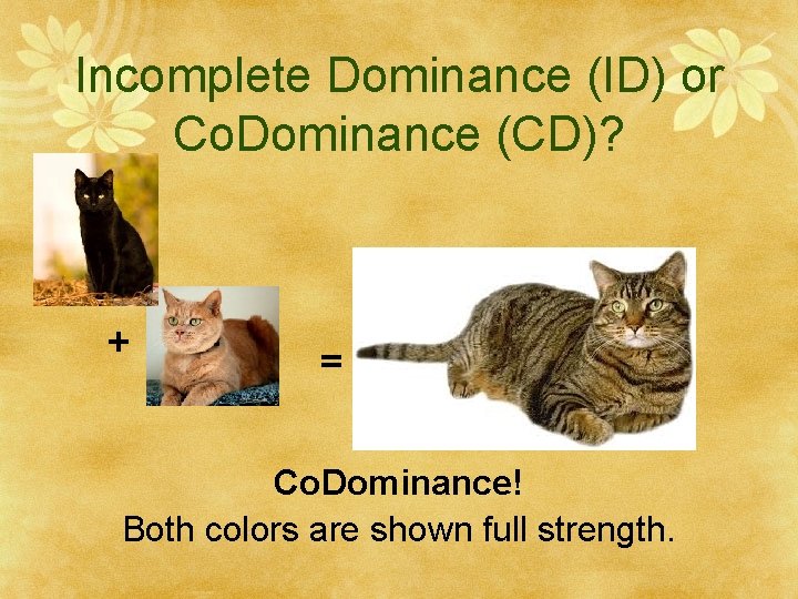 Incomplete Dominance (ID) or Co. Dominance (CD)? + = Co. Dominance! Both colors are