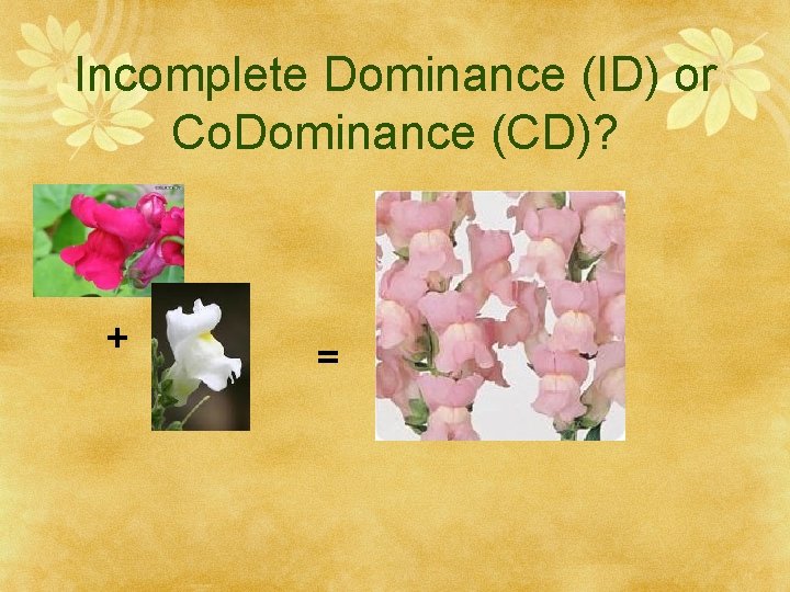 Incomplete Dominance (ID) or Co. Dominance (CD)? + = 