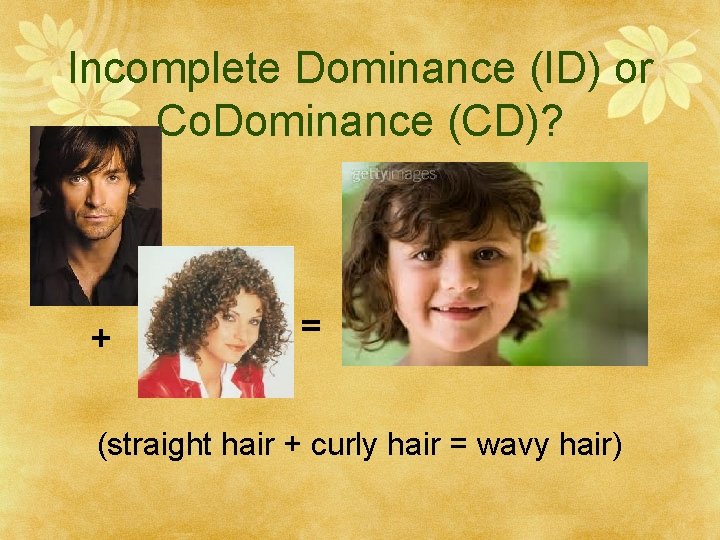 Incomplete Dominance (ID) or Co. Dominance (CD)? + = (straight hair + curly hair