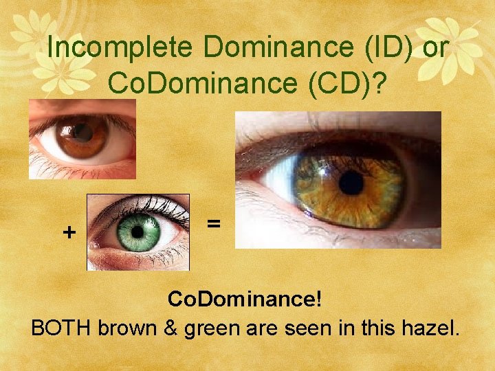 Incomplete Dominance (ID) or Co. Dominance (CD)? + = Co. Dominance! BOTH brown &