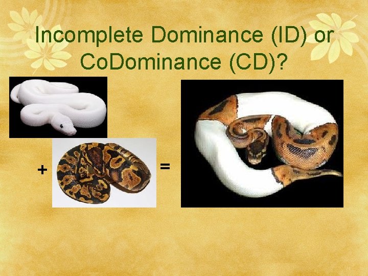 Incomplete Dominance (ID) or Co. Dominance (CD)? + = 