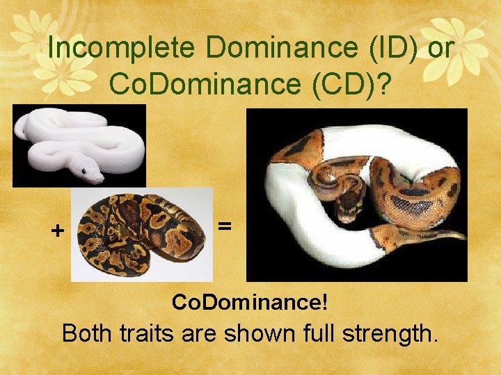 Incomplete Dominance (ID) or Co. Dominance (CD)? + = Co. Dominance! Both traits are