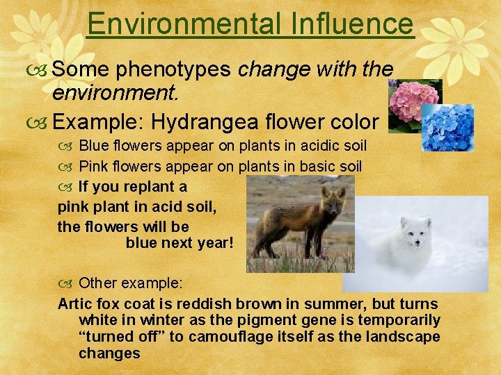 Environmental Influence Some phenotypes change with the environment. Example: Hydrangea flower color Blue flowers