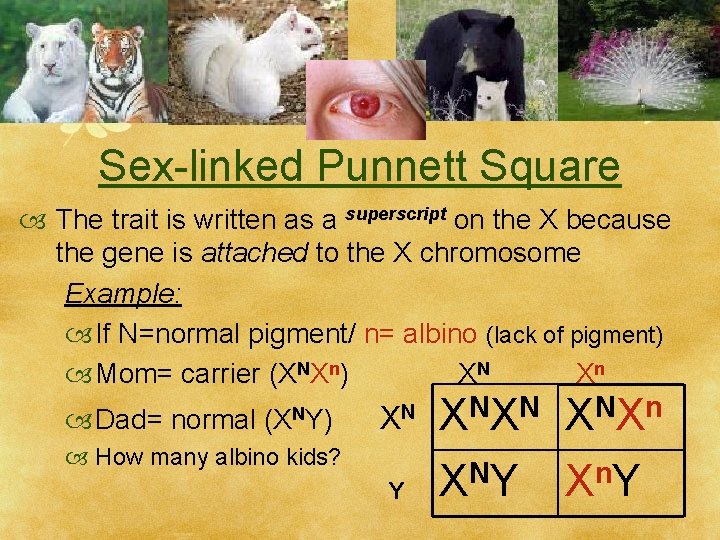 Sex-linked Punnett Square The trait is written as a superscript on the X because