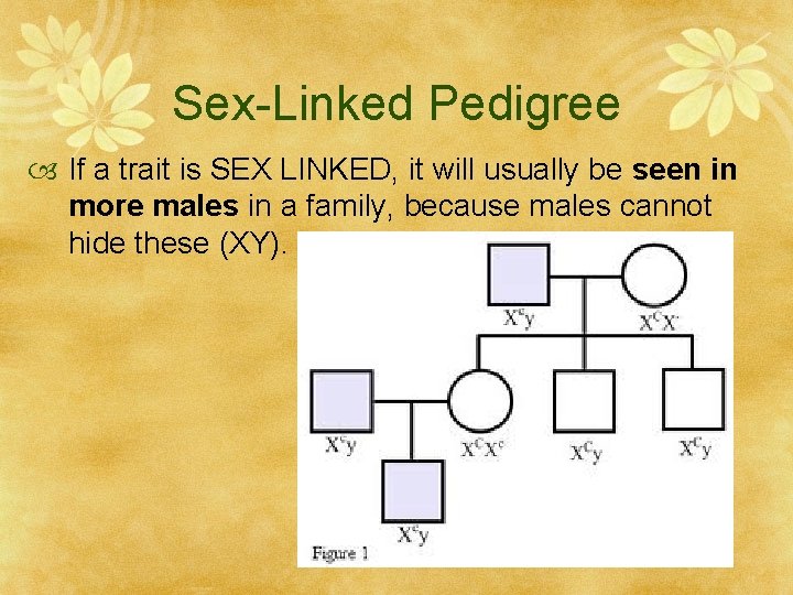 Sex-Linked Pedigree If a trait is SEX LINKED, it will usually be seen in